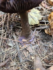 Cortinarius violaceus