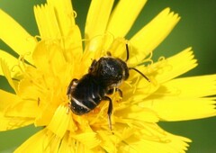 Stelis punctulatissima