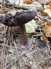 Cortinarius violaceus