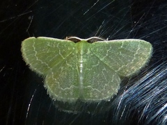 Synchlora frondaria