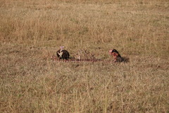 Necrosyrtes monachus