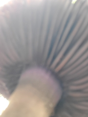 Cortinarius violaceus