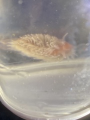Aeolidia