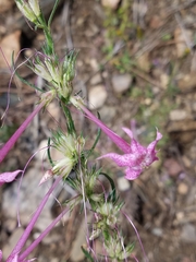 Ipomopsis macrosiphon