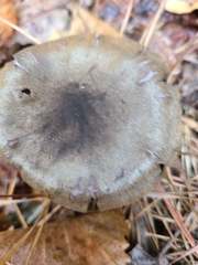 Cortinarius violaceus