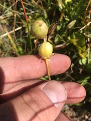 Parnassia cirrata intermedia