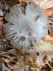 Cortinarius violaceus