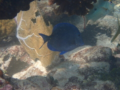 Acanthurus coeruleus