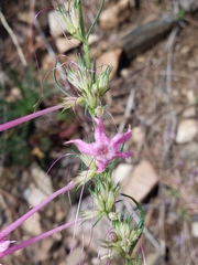 Ipomopsis macrosiphon