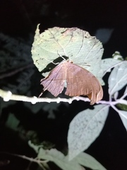 Akanthomyces