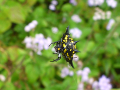 Gasteracantha rhomboidea madagascariensis