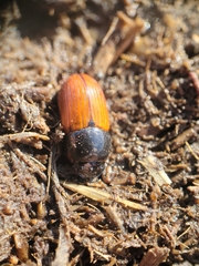 Aphodius