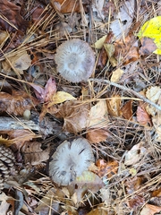 Cortinarius violaceus