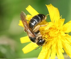 Halictus quadricinctus