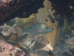 Lutjanus mahogoni