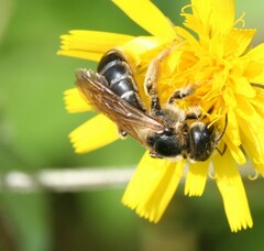 Halictus quadricinctus