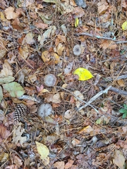 Cortinarius violaceus