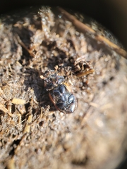 Aphodius