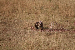 Necrosyrtes monachus
