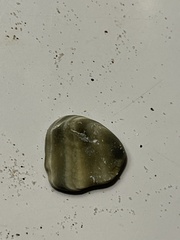 Veneridae