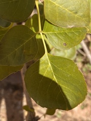 Fraxinus anomala