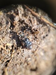 Aphodius