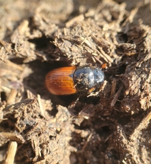 Aphodius