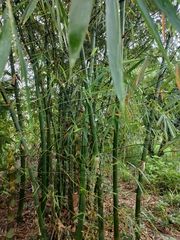 Guadua angustifolia