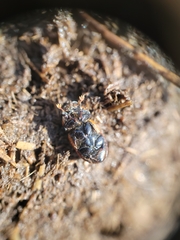 Aphodius