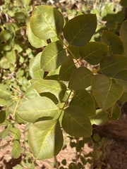 Fraxinus anomala