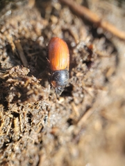 Aphodius
