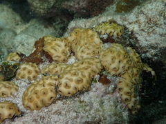 Palythoa caribaeorum
