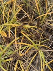 Carex macrocephala