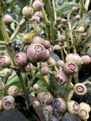Miconia cundinamarcensis