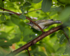 Vermivora chrysoptera