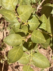 Fraxinus anomala