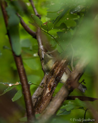 Vermivora chrysoptera