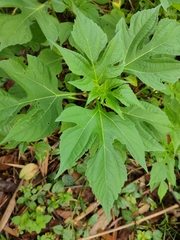 Tithonia diversifolia