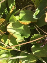 Parnassia cirrata intermedia