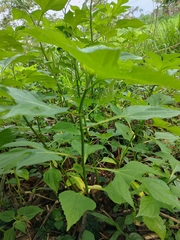 Tithonia diversifolia