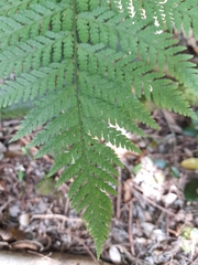 Parapolystichum microsorum