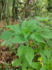 Tithonia diversifolia