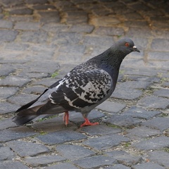 Columba livia domestica