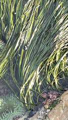 Phyllospadix torreyi