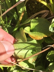 Parnassia cirrata intermedia