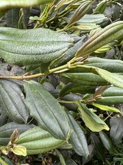 Miconia cundinamarcensis