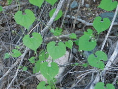 Echinopepon wrightii