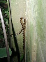 Leptodeira ashmeadii