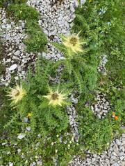 Cirsium spinosissimum