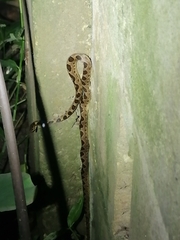 Leptodeira ashmeadii